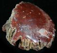 Pennsylvanian Aged Red Agatized Horn Coral - Utah #26369-1